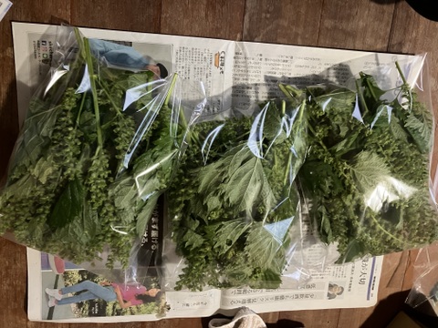 【2026年度予約】自然栽培穂じそ（シソの実）300g