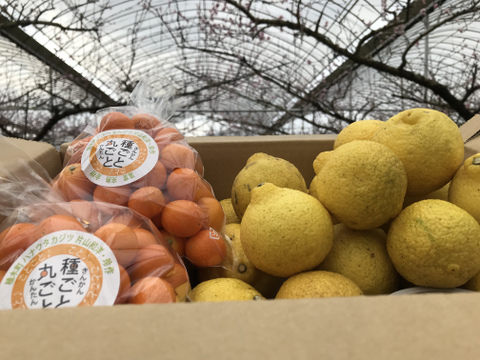 【家庭用】きんかん1kgはるか2.5kg