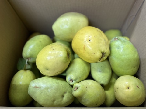 かりん仕事始めませんか？加工用本かりん9.5kg