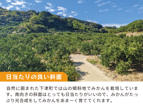 とれたてしもつみかん10kg｜和歌山県海南市下津町から産地直送でお届け