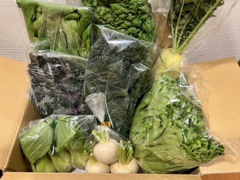 ＼シャキうま！／南房総の旬野菜セット！セレクトおまかせ【8品目】