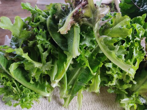 ✨【福袋】レアベジ・カボチャ含むお野菜セット（農薬・化成肥料不使用）おまけ付✨