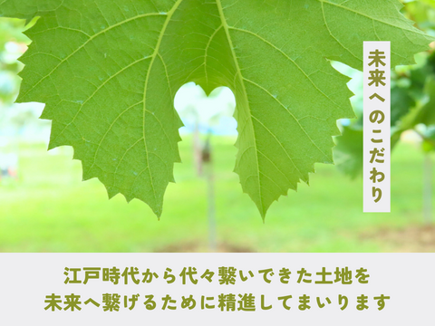 《ギフト》種なし巨峰（２〜３房）長野県須坂市産・クール便