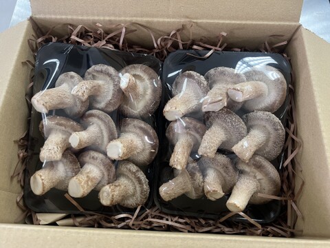 大田区で収穫！東京福しいたけ(500g・パック包装)
