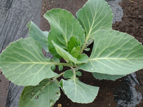 【数量限定・予約販売】甘さ際立つフルーツキャベツ＆彩り鮮やかレッドブライト旬彩セット！農家直送！那須高原産　約１．３ー１．５Ｋ／玉　計４玉