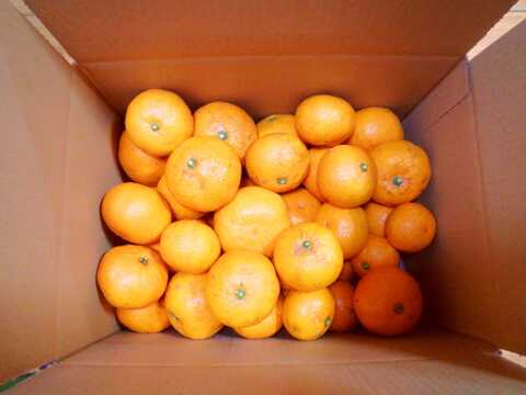 温州ミカン　2.5㎏前後【農薬化学肥料不使用】【甘み酸味バランス◎】【熨斗(のし)対応可】