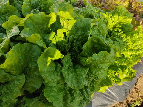 🍃【朝採り】旬の株どりレタス3～4株 ＋ 旬野菜の詰め合わせBOX🍃