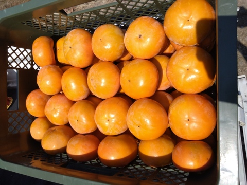 【送料500円引き】和歌山県産 富有柿 （訳あり）7.5kg（箱込み）