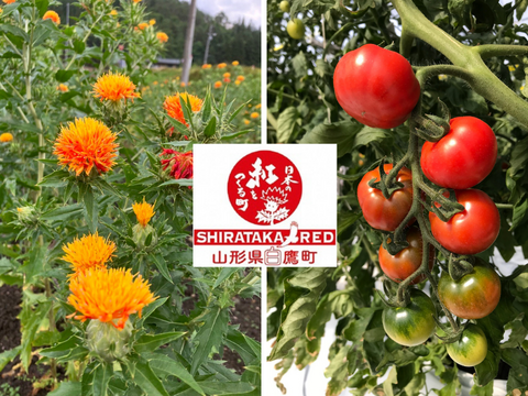 特産をひとさじに♡しらたか紅トマトアイス　6個入り