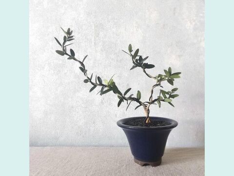 【ギフトにも◎】種から育てた南アルプスのオリーブ盆栽（PS215）