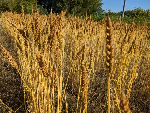 うどん　(乾麺)200g×4袋