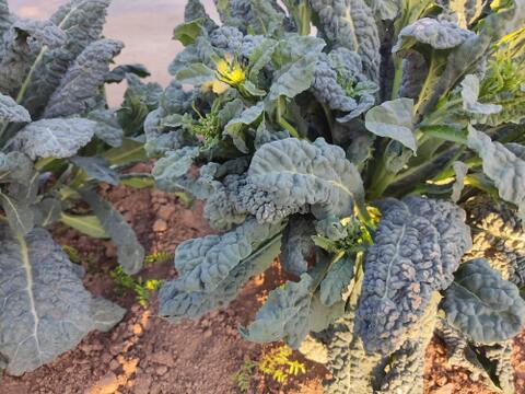 ✨【激レア】【今だけ限定】イタリアの黒い宝石“ベビーネロ”約200g｜農薬・化成肥料不使用✨