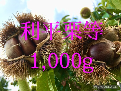 栗　利平栗[栗の王様]を多数入りで丹沢・丹波等「1,000g入り」「横浜市内産」ほっくり甘いです！