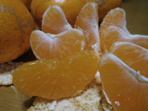 😊〈規格外〉price　伊豆産 今が旬！早生温州みかん   　　　 風袋込み約5.0㎏