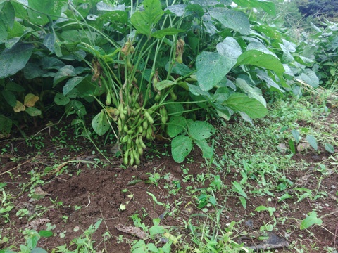 農薬不使用、無肥料栽培、希少!　山梨県上野原産　津久井在来枝豆（枝付き）１ｋｇ