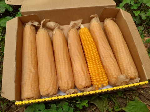 数量限定　まあるくはじける☆さや付きポップコーン　［不揃い欠けあり家庭用］