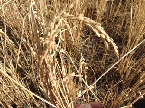 生活応援米【令和7年産】　 『ふさこがね』　玄米30kg 千葉県産 （2025年12月収穫　二番穗）