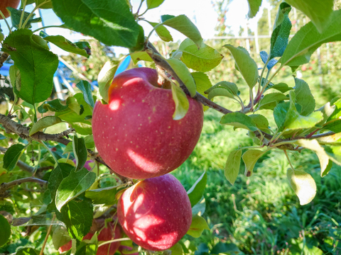 秋の味覚詰め合わせ【果実の宝箱】りんご・洋ナシ・和梨・ぶどう2.5kg～3㎏
