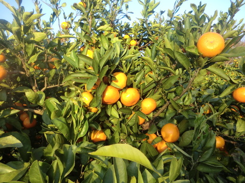 【全額寄付販売 大分県佐賀関火災】温州ミカン慣行栽培　【農薬使用】早生みかん5キロ