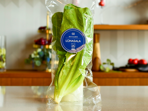 【シーザーサラダにピッタリ】LED光栽培野菜LOHASALA ロメインレタスセット(12個入/合計約960g個包装)　洗わずに食べられて 一年中"旬"の味！