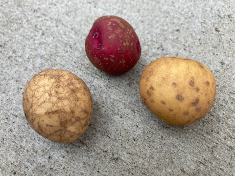 【訳あり】7種の彩りジャガイモ【有機JAS】食べ比べセット約3㎏【肌荒れ・ちびころ・小傷有】