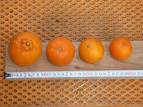 岸良タンカン　大小（１キロネット４袋）詰め合わせ　（これまで当果樹園をご利用いただいた方限定で販売いたします。菓子箱等再利用。）