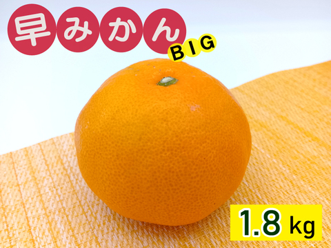 秋が旬！『早みかん』【ビッグサイズ 1.8kg】