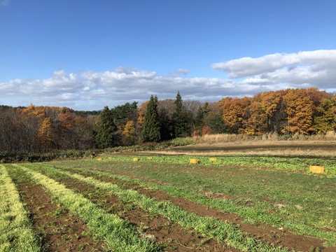 固定種の野菜セット（L）