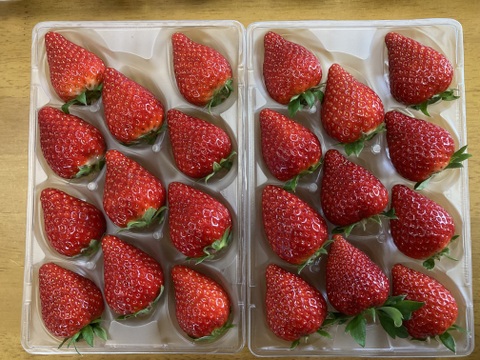 ならあかり　【いちご】500g 奈良県　いちご　苺　イチゴ