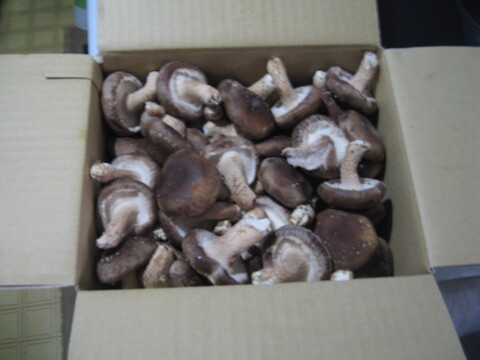 生しいたけ　生椎茸　肉厚シイタケ　新鮮　菌床栽培　1.2ｋｇ