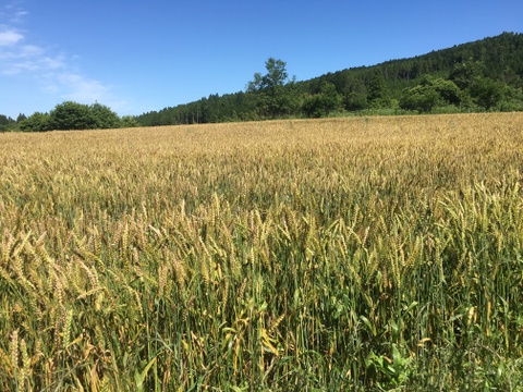 希少　高冷地栽培　小麦粉　中強力粉　農薬化学肥料不使用　熊本県産　3kg