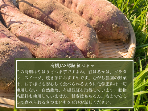 有機JAS認証野菜 さつまいも ご家庭用 サイズ混合 5kg