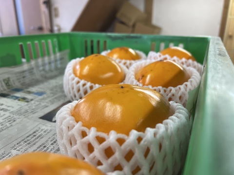 【2025予約受付】合格祈願！  合格柿！花御所柿(5角形)　大工の作る杉の箱入り！