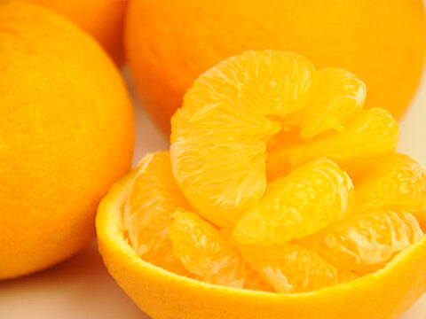 【ご予約受付中】【2月上旬以降|順次発送予定】甘夏【家庭用(訳あり)】10kg 313-4