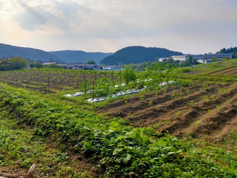 味が濃い！固定種☆旬の自然栽培のちょこちょこお任せ野菜セット(*^^*)