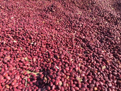 北海道の美味しいお豆！自家種　金時豆 約９００g