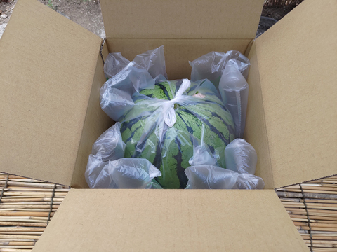 ▼今期終売【晴れの国・岡山県産】シャリ感たっぷり！皮手前まで美味しい大玉すいか『縞王』６Kg級-１玉／ニホンミツバチ交配／露地栽培／化成肥料・化学農薬・着果剤不使用【※保冷便指定】