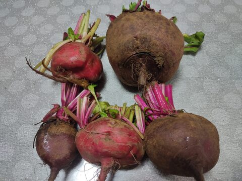 ✨【お試し・訳アリ】農家直送ビーツ2種食べ比べセット✨見た目より味重視の方へ！【土付き直送】約3.8kg（葉なし）｜農薬・化成肥料不使用｜✨