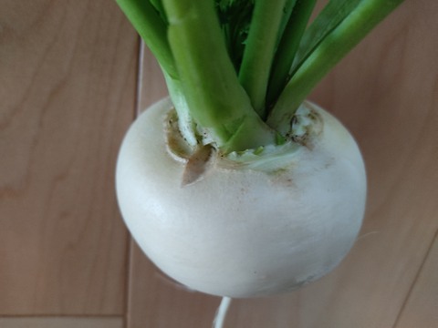 ✨【宝探しBOX】畑の「もったいない」を詰め合わせ！もったいないを美味しく救う！旬の不揃い訳あり野菜おまかせ便（Sサイズ）✨農薬・化成肥料不使用