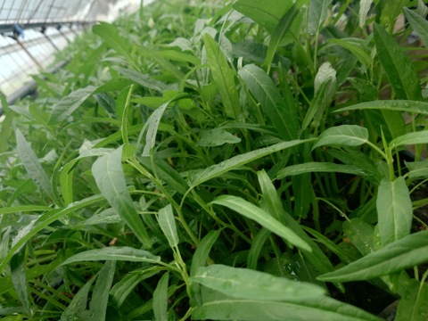 エンサイ（50ｇ×10袋）くせがなくて食べやすい！