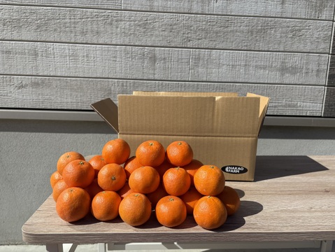 2027予約販売🎵佐賀県太良町産クレメンティン（箱込み2キロ）