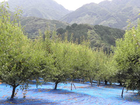 【北海道日高昆布 使用】 お茶請けにおススメ！ こんぶ梅　紀州南高梅 おうち梅干 （塩分10％）800g