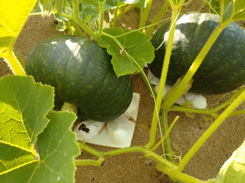 「砂丘育ちの栗かぼちゃ」1箱10㎏程度