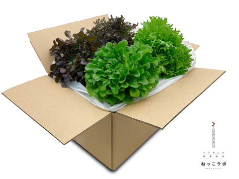 シェフ御用達！料理に使いやすいサラノバレタス4種ミックス（業務用簡易包装 10～12株）1㎏