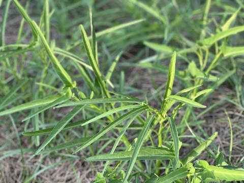 自然農 野菜セット🍀【農薬･肥料･ビニールマルチ不使用／固定種】