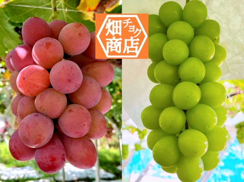 数量限定【山梨県 笛吹市産】２品種セット　クイーンニーナ&シャインマスカット　２房（約１ｋｇ） 人気品種＆定番品種を食べ比べ　種なし　朝採りを当日発送