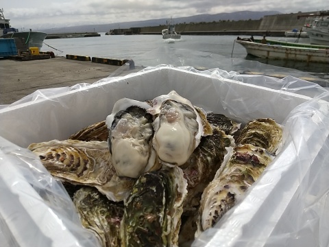 【寿牡蠣】北海道のキレイな海で育った牡蠣　中サイズ　17個【殻付き、生食可、ナイフ付】