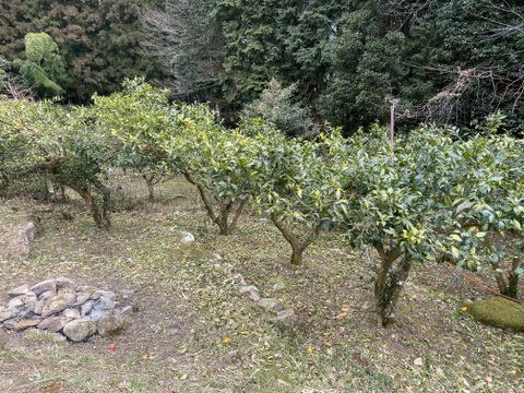 【お急ぎください！今週末最終収穫出荷予定！】
【清流育ち】青柚子(1kg 10個前後から/2025.10出荷予定）柚子胡椒、柚子シロップに最適！