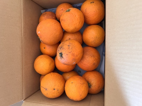 鹿児島県産　木なり完熟の福原オレンジ！２ｋｇ