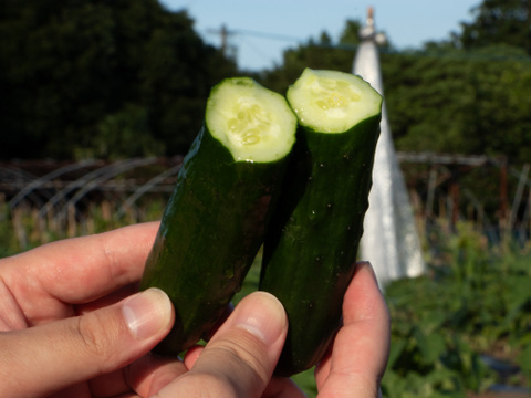 【ギフト用🎁】"おいしい水分補給"で熱中症対策 『湧水きゅうり』｜等級：秀｜1kg（箱重量込）：約6本